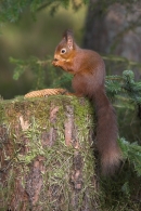 Red Squirrel with spruce cone.