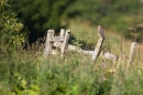 Sparrowhawk m,on old fence line. Sept.'11.