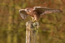 Kestrel on post,open winged 4. Oct '11.