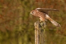 Kestrel f on post,open winged 3. Oct '11.