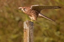 Kestrel f on post,open winged 2. Oct '11.