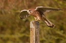 Kestrel f on post,open winged 1. Oct '11.