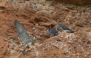 Young Peregrines 3. June '12.