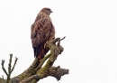 Common Buzzard on treetop. Oct. '12.