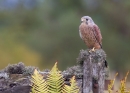 Male Kestrel on gate 4. Oct. '13.