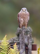 Male Kestrel on gate 3. Oct. '13.