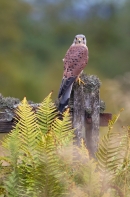 Male Kestrel on gate 1. Oct. '13.