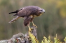 Common Buzzard on lichen gate 2. Oct. '13.