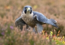 Peregrine falcon in heather 3. Oct. '13.