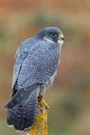 Peregrine falcon. Oct. '14.