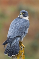 Peregrine on lichen,concrete post. Oct. '14.