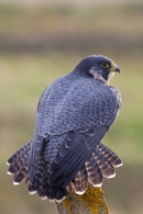 Peregrine falcon with fanned out tail. Oct. '14.