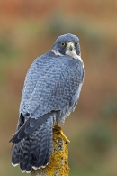 Peregrine,looking back. Oct. '14.