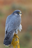 Peregrine falcon. Oct. '14.