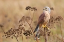 Male Kestrel. Oct. '14.