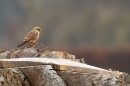 Female Kestrel on tree stump. Mar. '15.