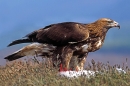 Golden Eagle on mountain hare prey.