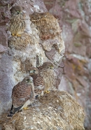 4 young Kestrels 3. June. '15.