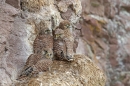 4 young Kestrels 2. June. '15.