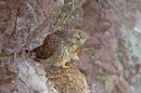 Young Kestrel scratching. June. '15.