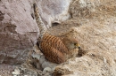 Kestrel f brooding young 4. June. '15.