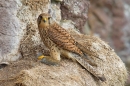 Kestrel f with prey. June.'15.