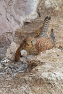 Kestrel f brooding young 2. June. '15.