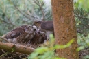 Fem.Sparrowhawk feeds young 2. July '15.
