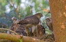 Fem.Sparrowhawk with young at nest 4. July.'15.
