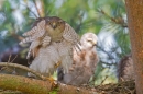 Fem.Sparrowhawk preening at nest 2. July '15.