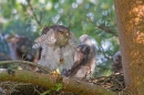 Fem. Sparrowhawk preening at nest 1. July '15.