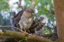 Fem.Sparrowhawk stretching at nest. July.'15.