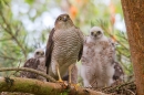 Fem.Sparrowhawk with young at nest 3. July.'15.