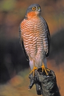 Male Sparrowhawk.