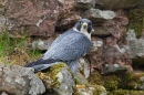 Peregrine on old stone wall 1. Oct. '15.