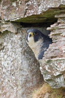 Peregrine in rock crevice. Oct. '15.