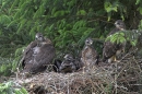 Young Buzzards on nest.