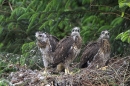 3 Young Buzzards in nest.