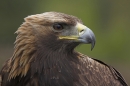 Golden Eagle,close up.