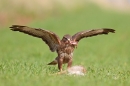 Common Buzzard on brown hare prey,with bone in beak. Apr '17.
