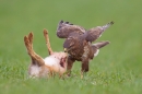 Common Buzzard pulling at brown hare prey. Apr '17.