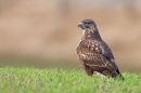 Common Buzzard hunting for worms 2. Jan '20.