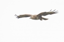 Common Buzzard in flight. Mar '20.