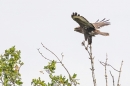 Buzzard landing in tree. July. 25.