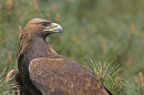 Golden Eagle in pine,close up.