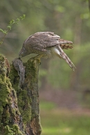Goshawk with grey squirrel prey.