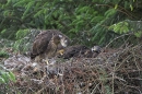 Young Buzzards in nest,scratching.