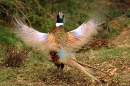 Cock Pheasant,displaying.