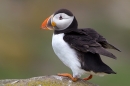 Puffin stood on rock,with wings out.
