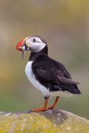 Puffin stood side on,with sandeels. June '11.